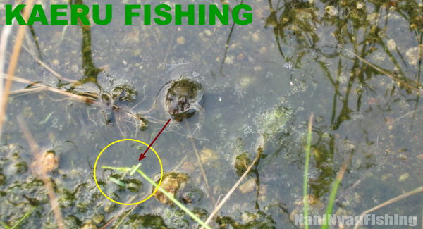 ヒュンヒュンの動きでカエルを誘って釣り上げる。