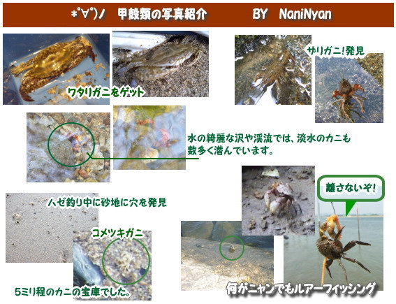 ザリガニ・カニを求めて！　自然の中で遊べる甲殻類の釣り写真