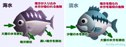 淡水魚と海水魚の分類