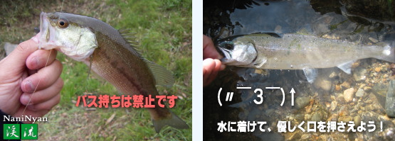 渓流魚に優しいリリース方法。　写真を写す際の方法