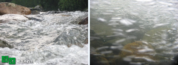 渓流のルアーフィッシングを楽しんでいる時、気になる水中の映像を写真で紹介。