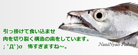 太刀魚の歯は鋭い刃物