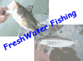 ルアー釣りの魚。淡水でルアーフィッシング対象魚