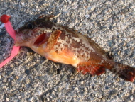 ルアーで釣れる毒魚　オコゼ