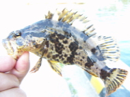 ルアーフィッシングの対象魚！タケノコメバルの写真