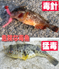 釣り場の危険・毒魚の写真